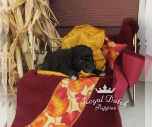 Poochon Puppy for sale in LE MARS, IA, USA