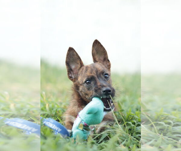 Medium Photo #12 Mutt Puppy For Sale in Philadelphia, PA, USA