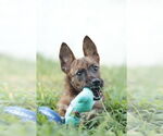 Small #11 Mutt