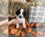 Small Photo #5 Bernedoodle Puppy For Sale in HEMINGWAY, SC, USA