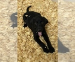 Puppy 3 Labrador Retriever