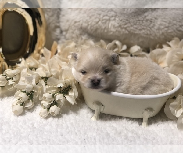 Medium Photo #2 Pomeranian Puppy For Sale in REDDING, CA, USA