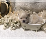 Small Photo #2 Pomeranian Puppy For Sale in REDDING, CA, USA