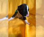 Small Photo #11 Boxer Puppy For Sale in LAUREL, DE, USA