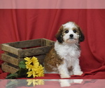 Small #4 Cavachon