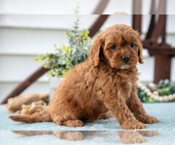 Medium Photo #3 Cavapoo Puppy For Sale in MIDDLEBURY, IN, USA
