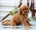 Small #2 Cavapoo