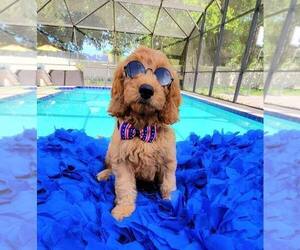 Goldendoodle Puppy for sale in KISSIMMEE, FL, USA