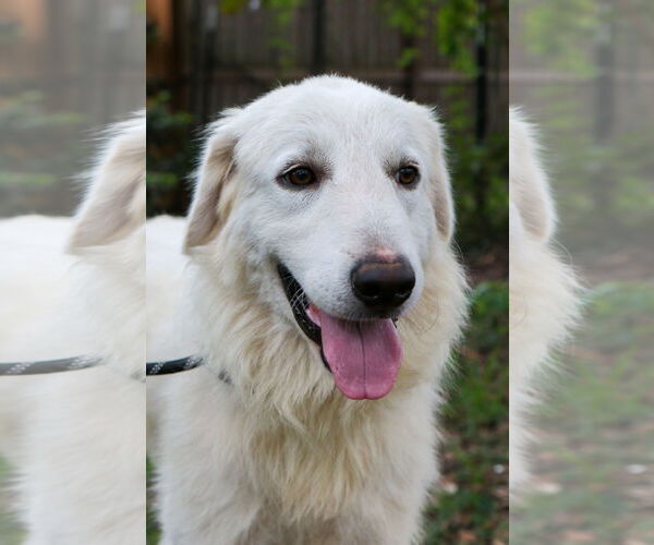 Medium Photo #17 Great Pyrenees Puppy For Sale in Spring, TX, USA