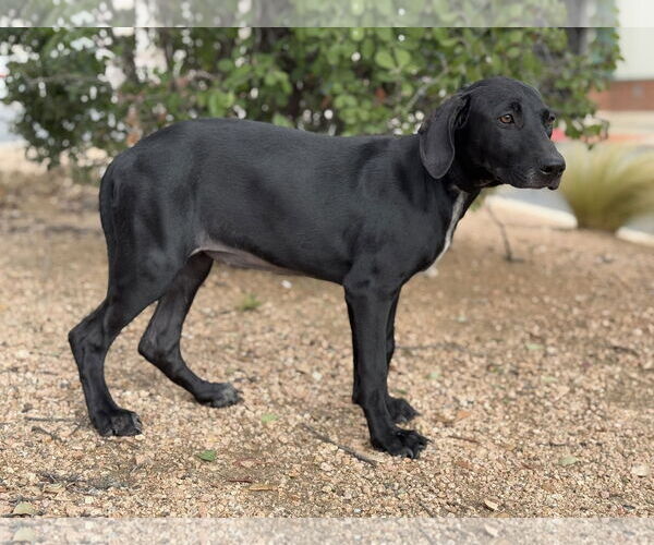 Medium Photo #2 Doberman Pinscher-Labrador Retriever Mix Puppy For Sale in PIPE CREEK, TX, USA