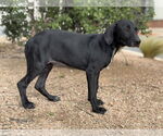 Small #1 Doberman Pinscher-Labrador Retriever Mix