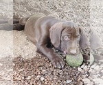 Small Photo #78 German Shorthaired Pointer Puppy For Sale in DENVER, CO, USA