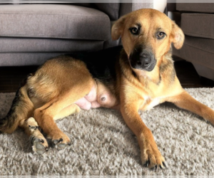 Mutt Dogs for adoption in Mundelein, IL, USA