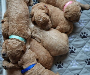 Goldendoodle (Miniature) Puppy for Sale in DALLAS, Oregon USA