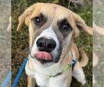 Small #1 Labrador Retriever Mix