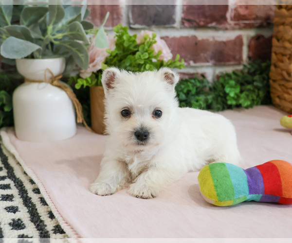 Medium Photo #12 West Highland White Terrier Puppy For Sale in SYRACUSE, IN, USA
