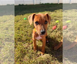 Mutt Dogs for adoption in Greenville, SC, USA
