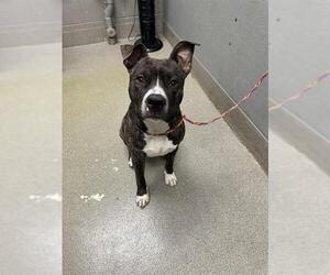 American Pit Bull Terrier-Unknown Mix Dogs for adoption in Las Vegas, NV, USA