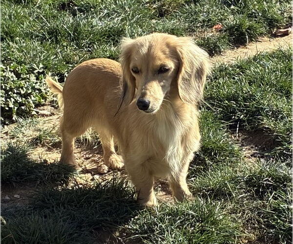 Medium Photo #3 Dachshund Puppy For Sale in Hesperia, CA, USA