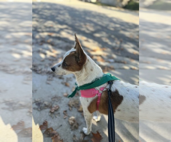 Medium Photo #7 Mutt Puppy For Sale in La Verne, CA, USA