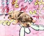 Small #1 Chihuahua