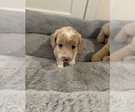 Puppy Puppy 4 Goldendoodle-Poodle (Miniature) Mix