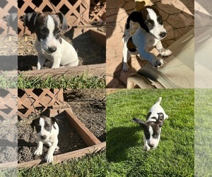 Jack Russell Terrier Puppy for sale in CARMICHAEL, CA, USA