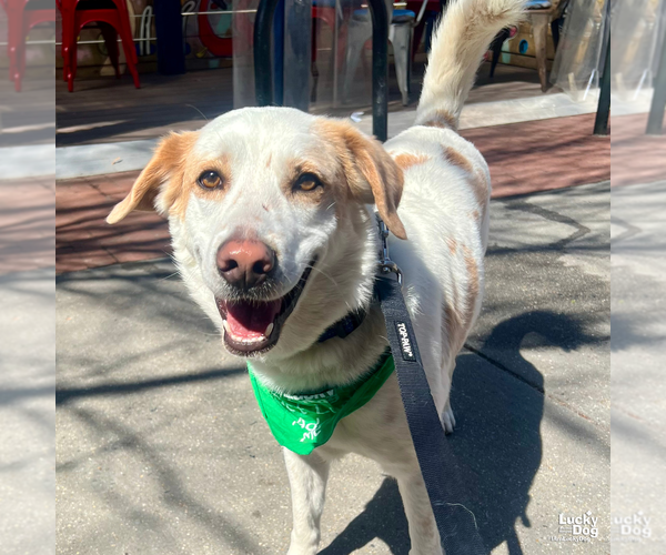 Medium Photo #8 Mutt Puppy For Sale in Washington, DC, USA