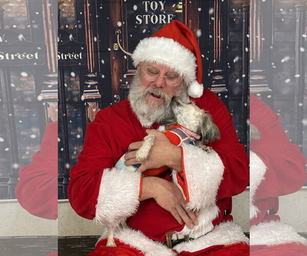 Medium Photo #8 Shih Tzu-Unknown Mix Puppy For Sale in St. Louis Park, MN, USA