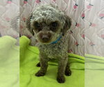 Small #1 Poodle (Miniature)