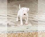 Small Photo #8 Bull Terrier Puppy For Sale in POMPANO BEACH, FL, USA