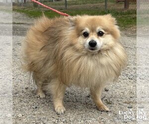 Pomeranian-Unknown Mix Dogs for adoption in Washington, DC, USA