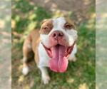 Small #1 American Bulldog Mix