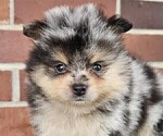 Small #15 Pomeranian