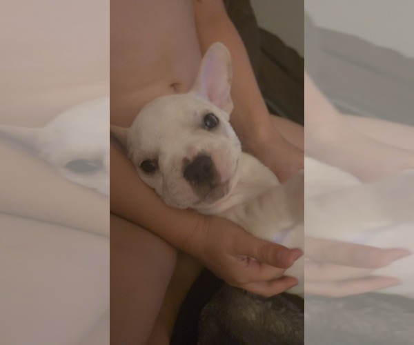 Medium Photo #4 French Bulldog Puppy For Sale in SARASOTA, FL, USA