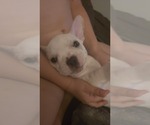 Small #3 French Bulldog
