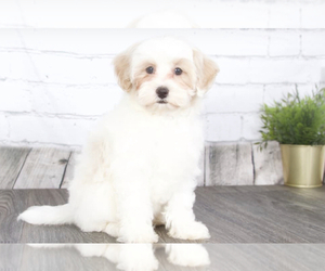 Maltipoo Puppy for sale in RED LION, PA, USA