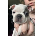 Small Photo #6 Boston Terrier Puppy For Sale in ROCHESTER, WA, USA