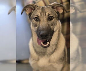 Mutt Dogs for adoption in Bardstown, KY, USA