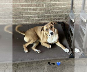 Ben - Beautiful boy! - Male Mountain Cur-Unknown Mix Dog for Adoption - Photo #2
