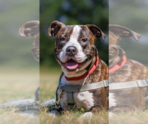 Sebastian - Male American Staffordshire Terrier Dog for Adoption - Photo #3