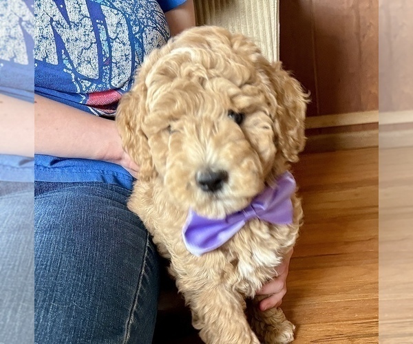 Medium Photo #8 Goldendoodle (Miniature) Puppy For Sale in ROY, UT, USA