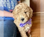 Small #7 Goldendoodle (Miniature)