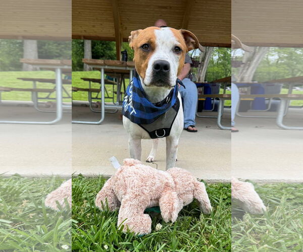 Medium Photo #8 American Pit Bull Terrier-Unknown Mix Puppy For Sale in Germantown, OH, USA