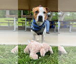 Small #7 American Pit Bull Terrier Mix