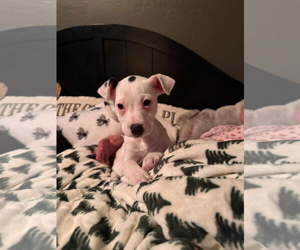 Medium Photo #4 Mutt Puppy For Sale in New London, WI, USA