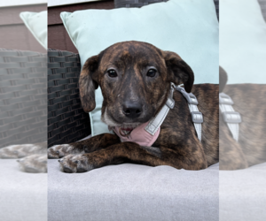 Mutt Dogs for adoption in Candler, NC, USA