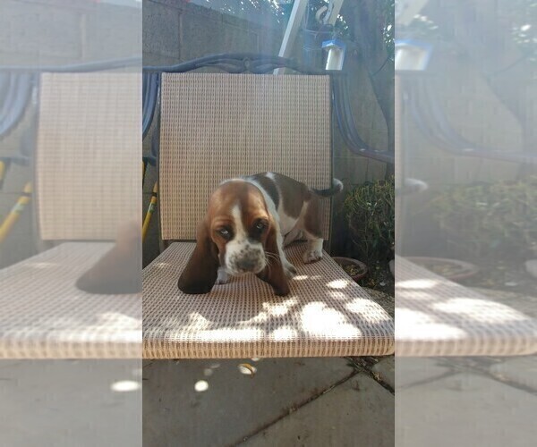 Medium Photo #2 Basset Hound Puppy For Sale in PARKER, AZ, USA