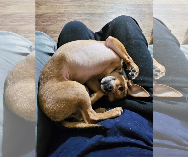Medium Photo #4 Chihuahua-Unknown Mix Puppy For Sale in Rockaway, NJ, USA
