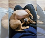 Small #3 Chihuahua Mix